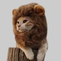 Lion - cat