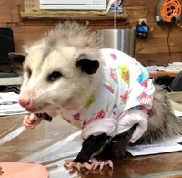 00 - doratheexpl0rar