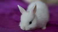 bunny
