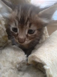 Gato
