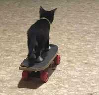 Gato radical
