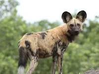 African Wild Dog rp