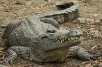 Crocodile