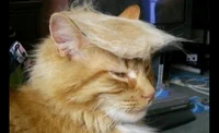 Gato Donald Trump