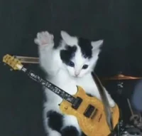 Gato guitarrista