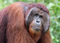 Orangutan herd