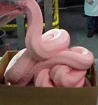 Pink Slime