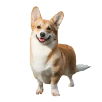 Sobachka