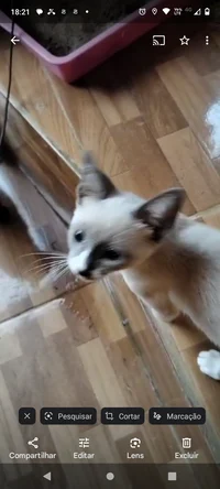 Olaf 2