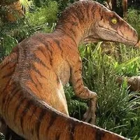 Veleciraptor male