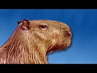 Capybara
