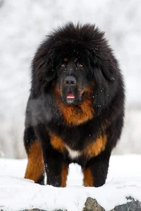 Tibetan Mastiff 