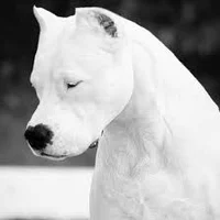 Dogo argentino 