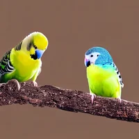 Budgie owner