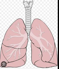Lungs