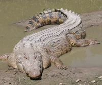 Orinoco Crocodile