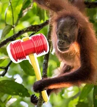 Spartan orangutan