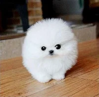 Cute And Fluffy Dog