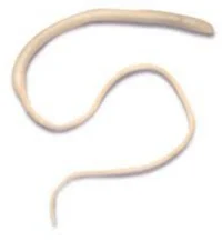 Whipworm 