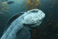 Wolf Eel