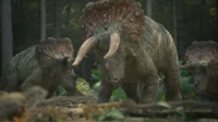 Triceratops 