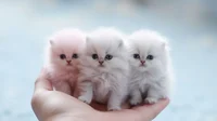 Mini Kittens 