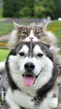 Gato y Perro
