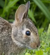 Cottentail Rabbit