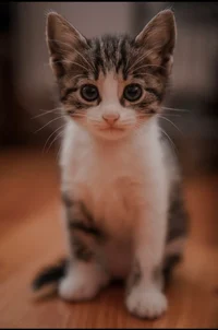 Kitten