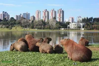 Capybara City