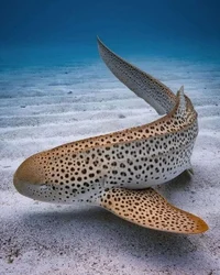 Zebra shark