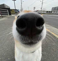 Pexy_