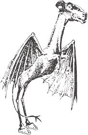Jersey devil story 