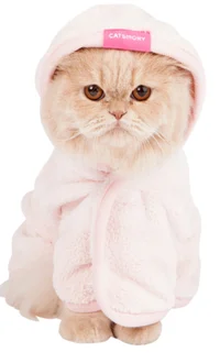 Randy the random cat