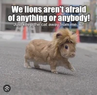 Fearless lion