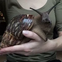 Immortal Snail