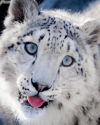 Snow leopard