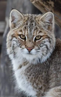 Wild lynx