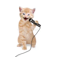 Singer Kitten