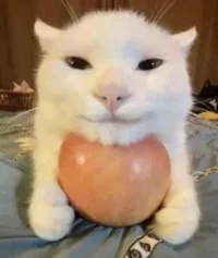 apollo