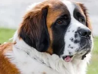 giant dog