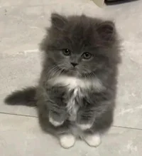 Black fluffy kitten