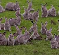 Army of bunnies