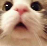 Gato 