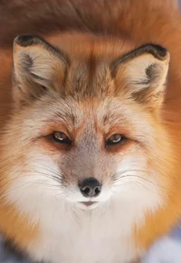 Foxfaxion