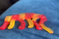 Gummy Elephant