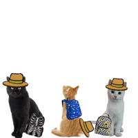 Silly cat adventures