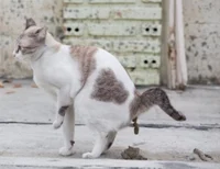 Pooping cat