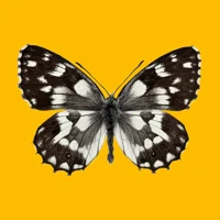 214-Monarch n fallen