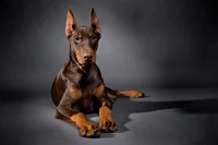 Doberman Pincher Dog